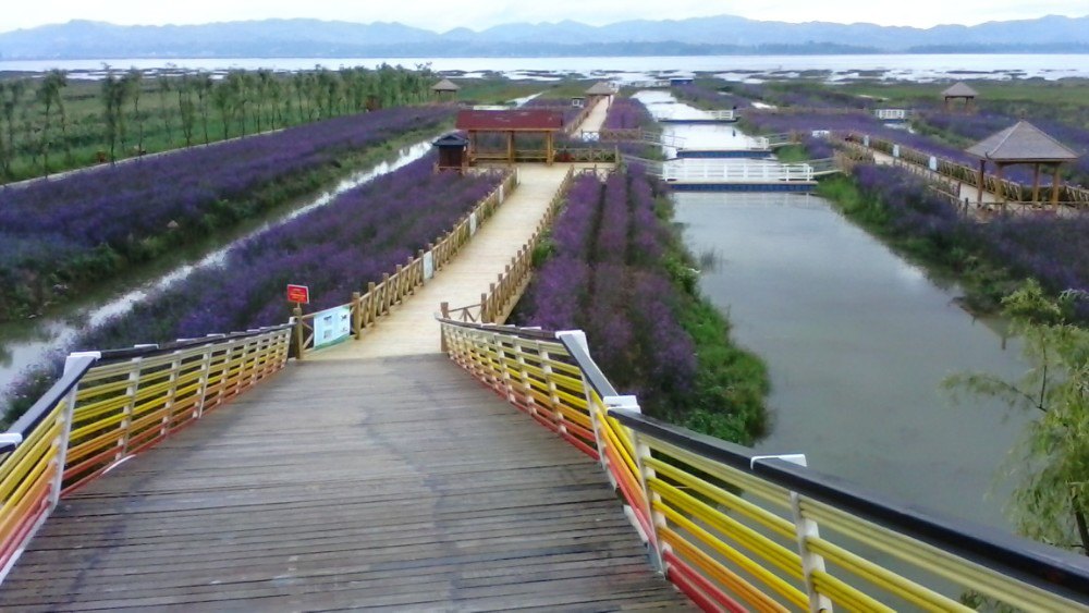 浪漫草海风景区