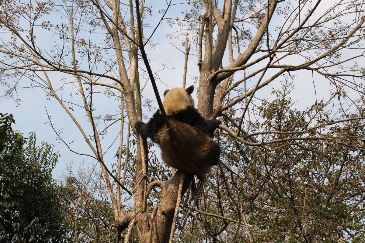 坐公交车的话,87路太难等了,第一次看见熊猫坐在老高的树上,还很悠哉