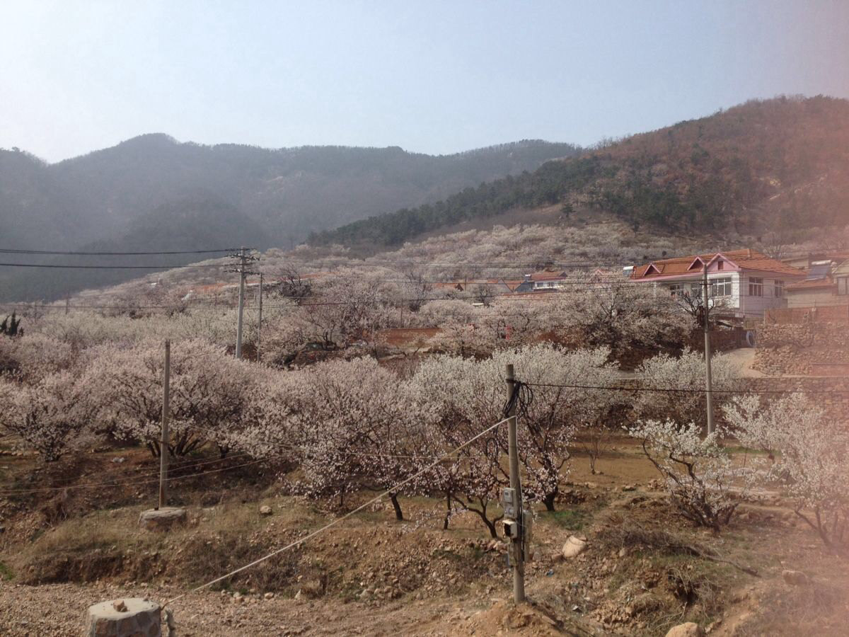 青岛毛公山～山色峪看樱桃花