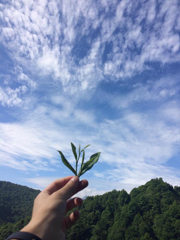 #上海东黄山旅游度假区##黄山区吴家坑茶场#