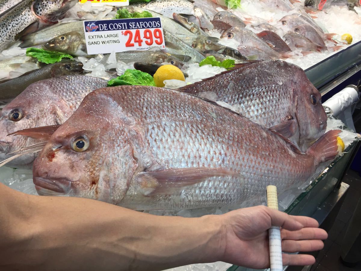 sydney fish market旅游景点攻略图