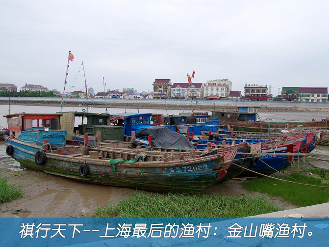 祺行天下-自驾游上海最后的渔村:金山嘴渔村