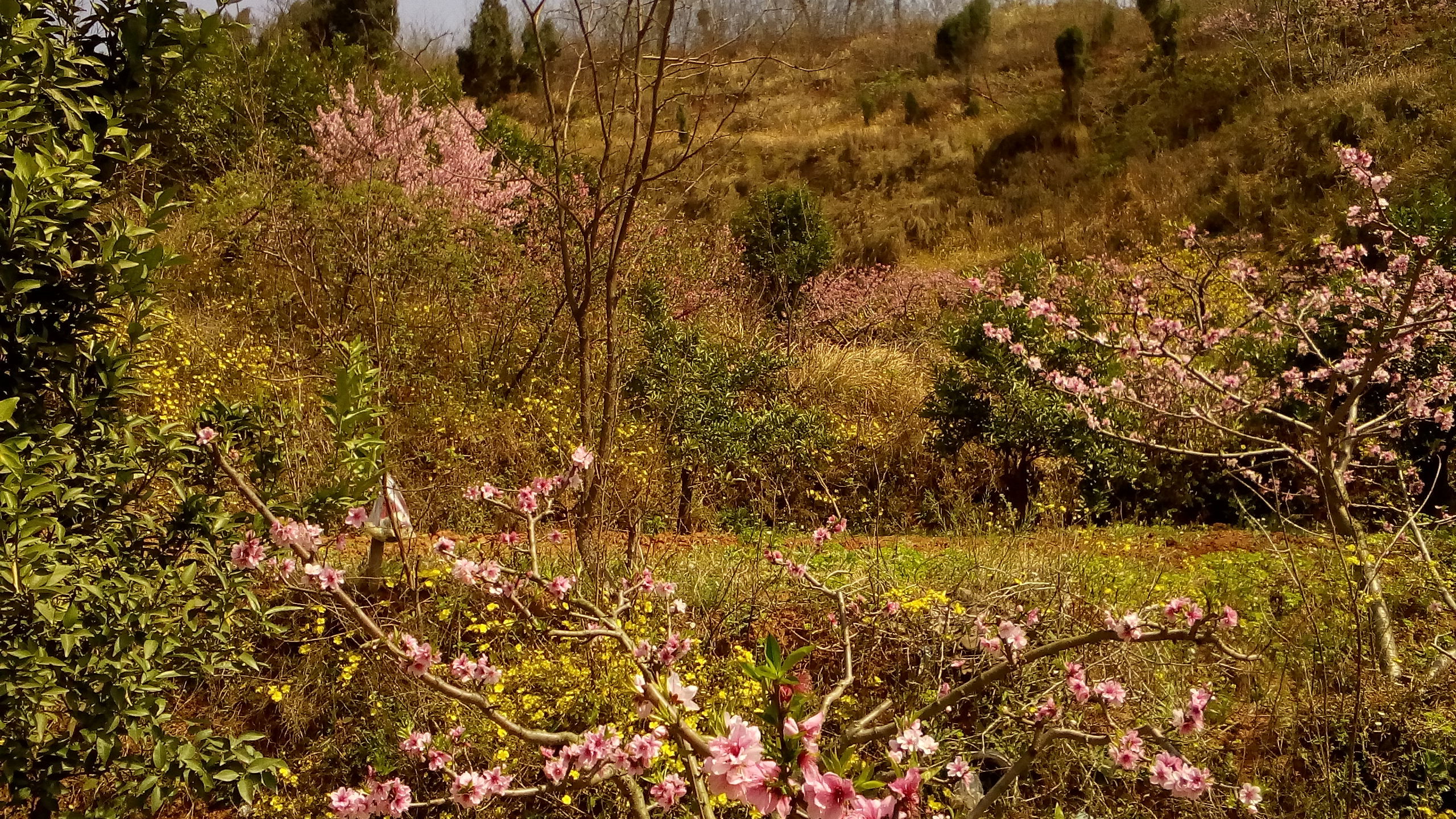 广汉松林桃花攻略,广汉松林桃花门票/游玩攻略/地址/图片/门票价格