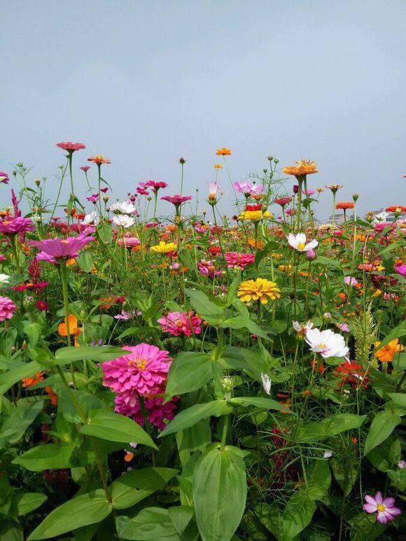 枫林花海