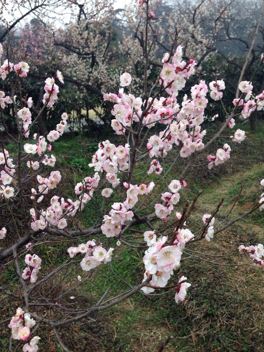 梅花山