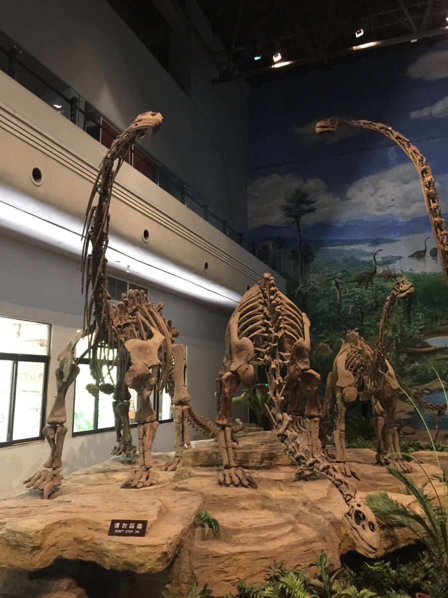 了解恐龙化石看着恐龙化石好事比较不可思议的 2015-07-19有用 ( 0)