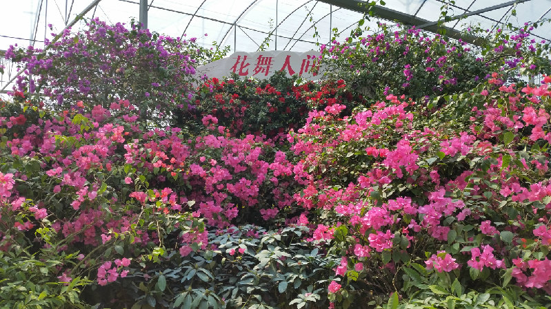 2019花舞人间_旅游攻略_门票_地址_游记点评,新津旅游景点推荐 去