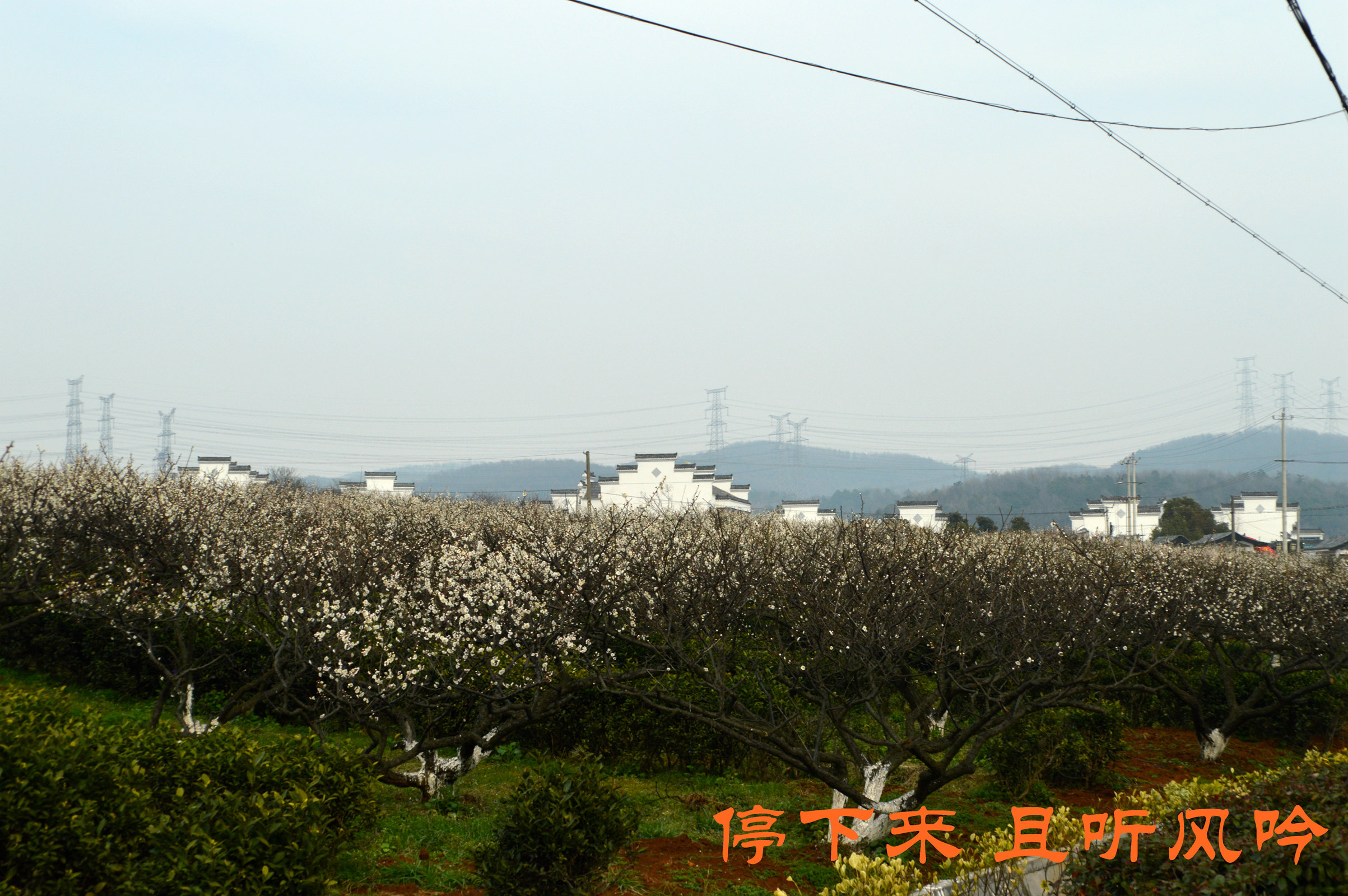 加游站#溧水梅花节——傅家边