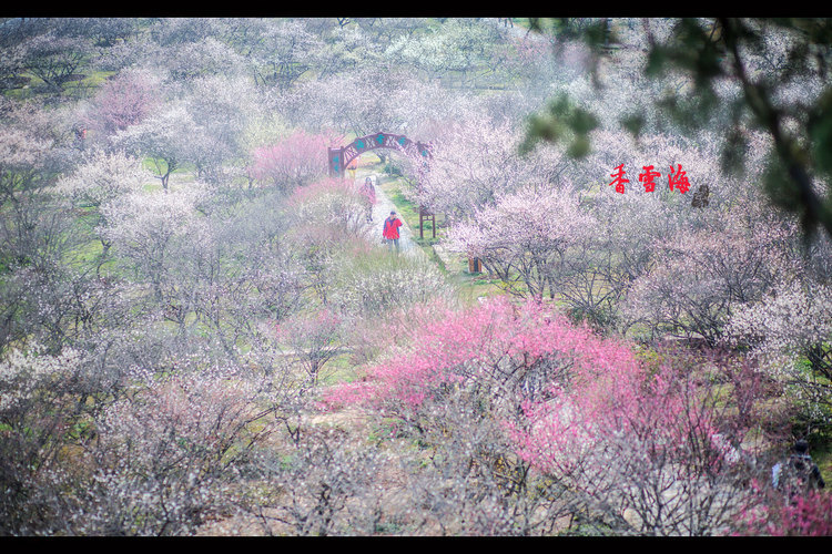 【印象光福香雪海】