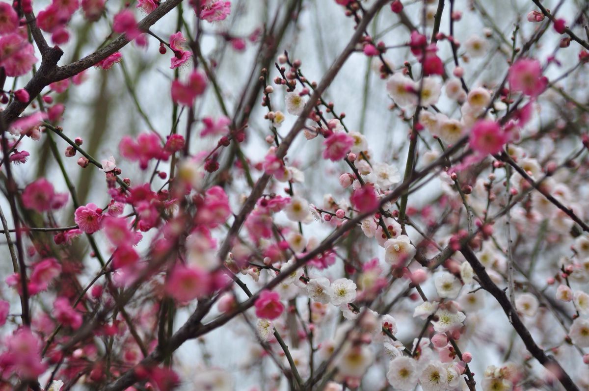 携程攻略江苏梅花山景点3月份来得南京恰巧遇上