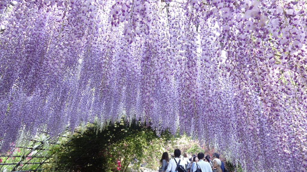 5月,世界十大绝景之一的河内藤园--日本紫藤花隧道,简直太美腻!