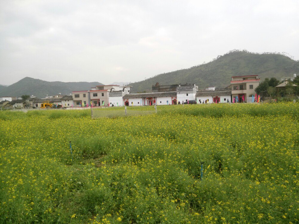 秀田古树,油菜花美景(新丰县马头镇)