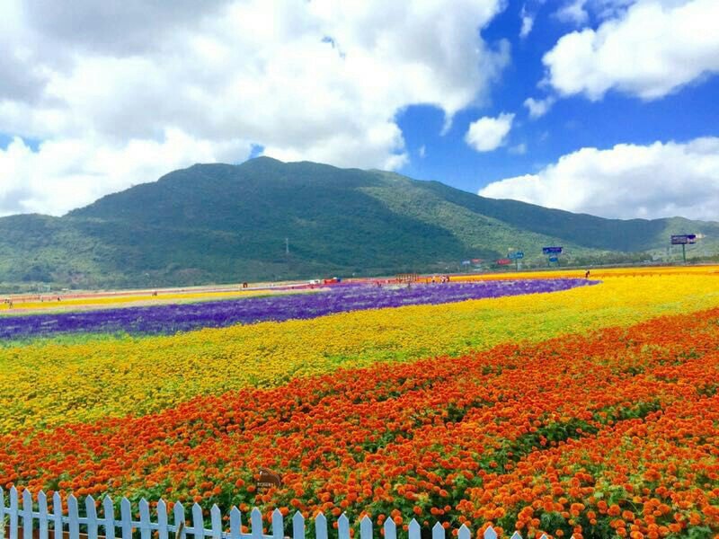 凤凰花海