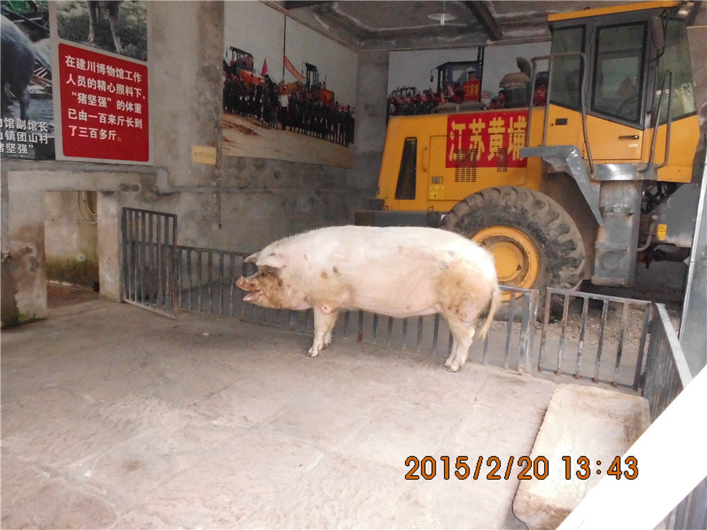 因躱过5.12地震而出名的猪坚强,现在已经有300多斤,老态龙钟了!