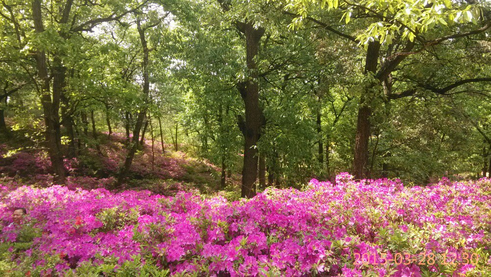 昆明植物园