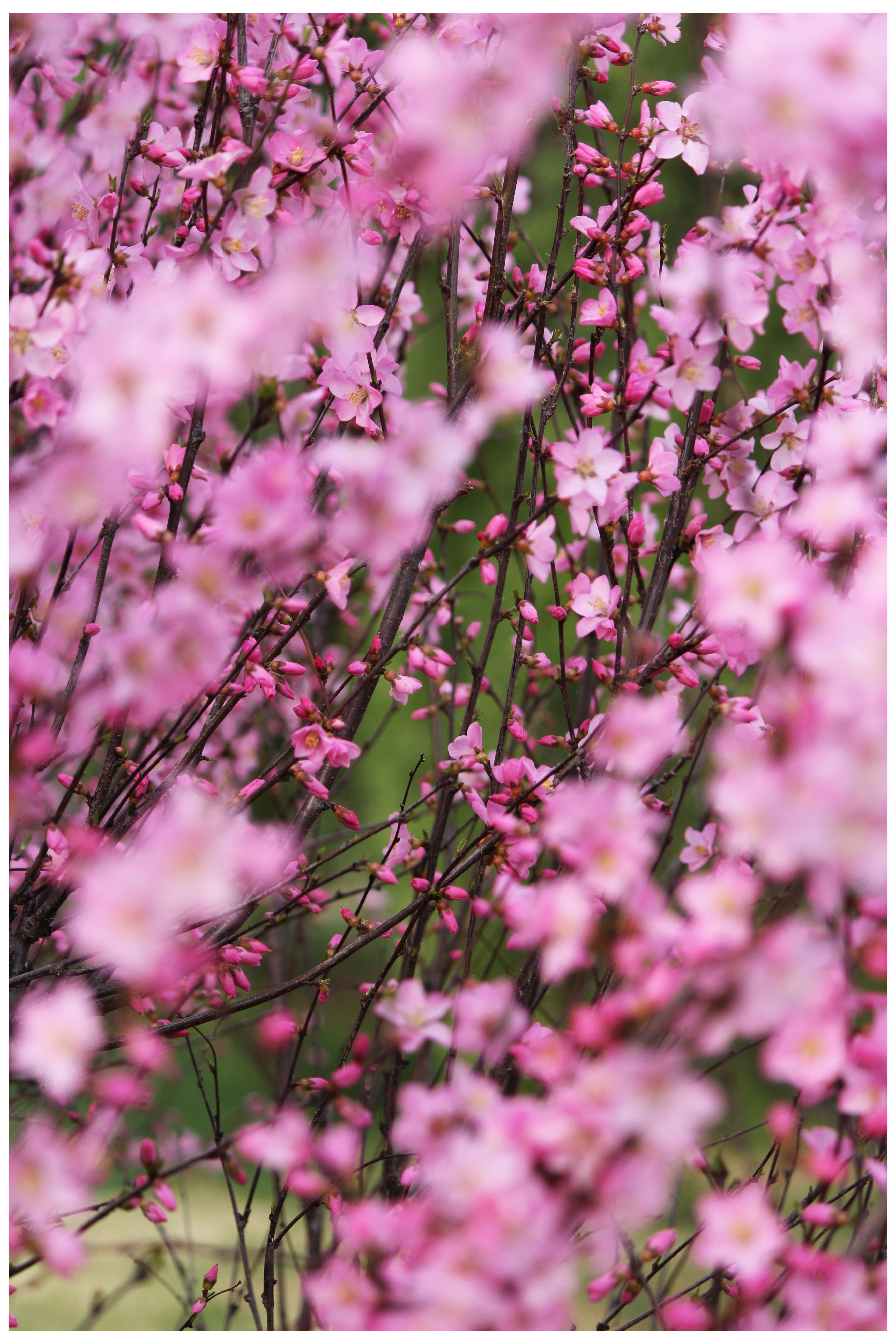 又见桃花朵朵开