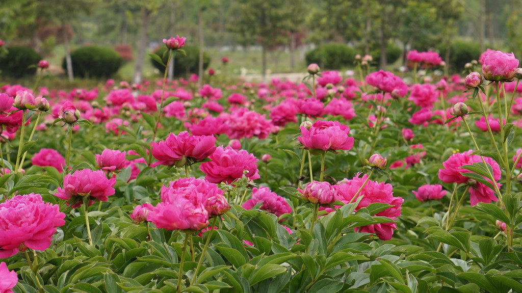再游仪征芍药园