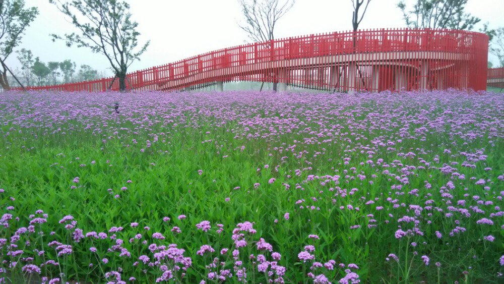 海上花田感受花境