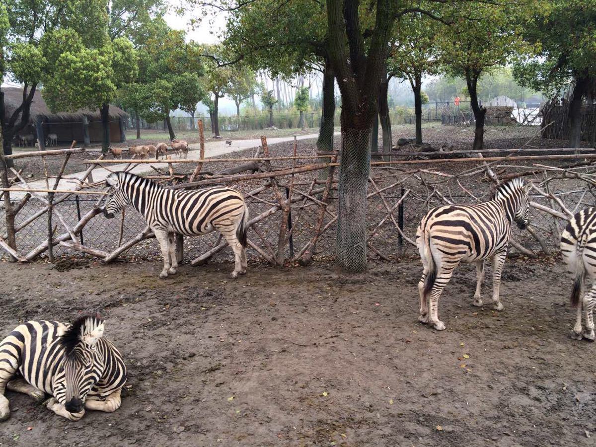 【携程攻略】上海上海动物园景点,上海动物园，上海人俗称“西郊公园”，位于上海西部市郊，邻近虹桥机…
