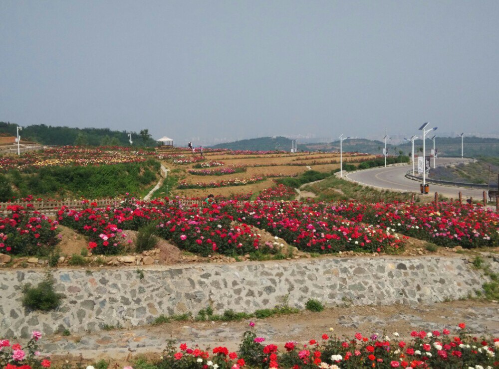 2019玫瑰情园游玩攻略,5月下旬去的,正值盛花季节,.