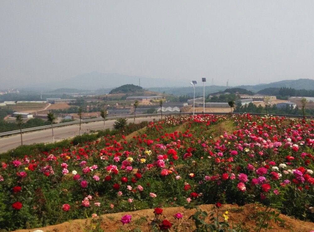 2019玫瑰情园游玩攻略,5月下旬去的,正值盛花季节,.