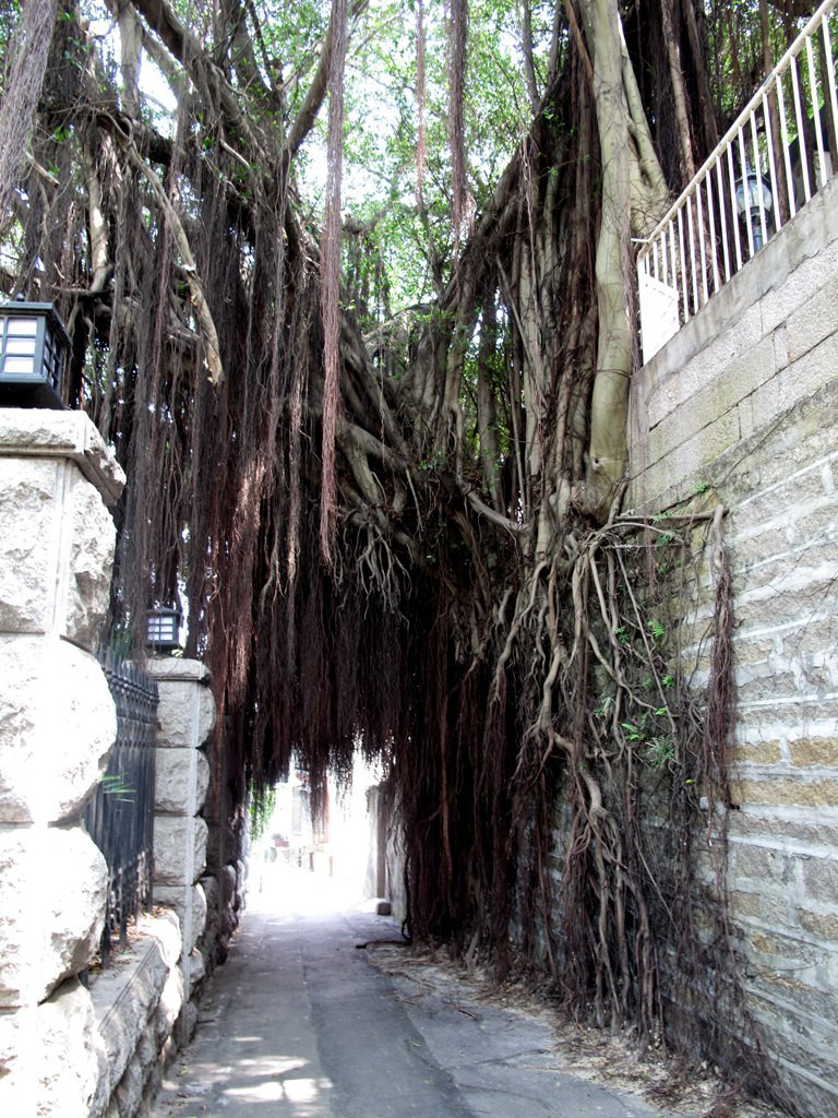 这棵大榕树不仅长在了墙上,还长成了一个通道,太不可思议了!
