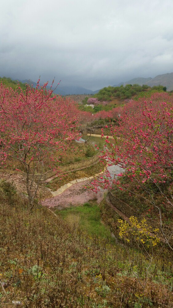 2019新丰樱花峪_旅游攻略_门票_地址_游记点评,韶关