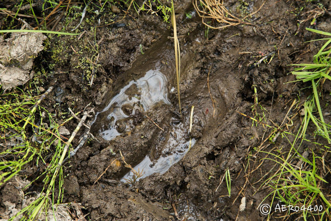 动物脚印 是不是熊和麋鹿呢