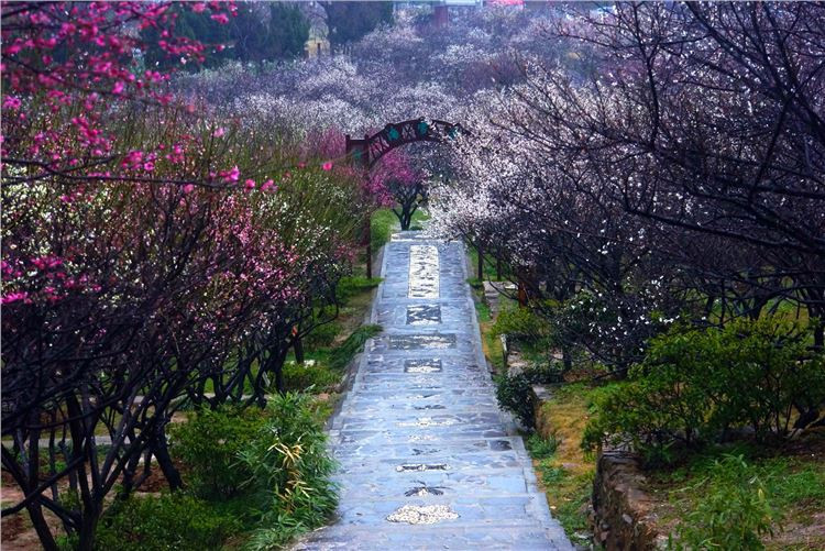 众里寻他千百度,回首却在香雪海