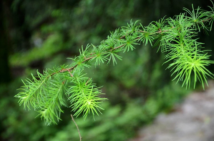 北纬30°的代表性植物—针叶植物.