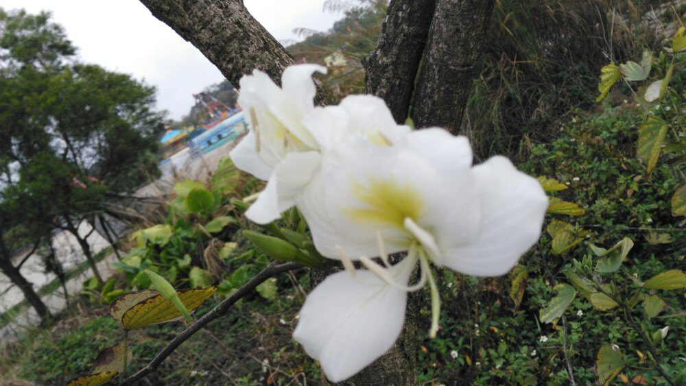 十八罗汉山森林公园