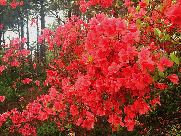 花儿为什么这样红--浙江遂昌南尖岩国际摄影基