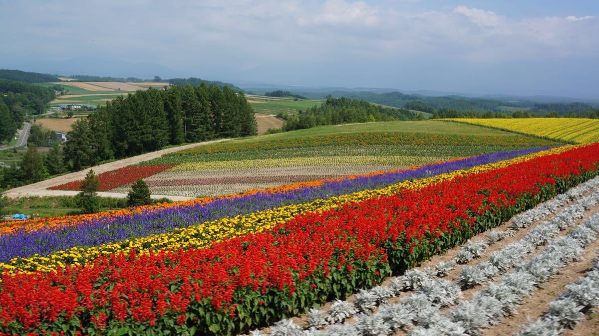 富良野