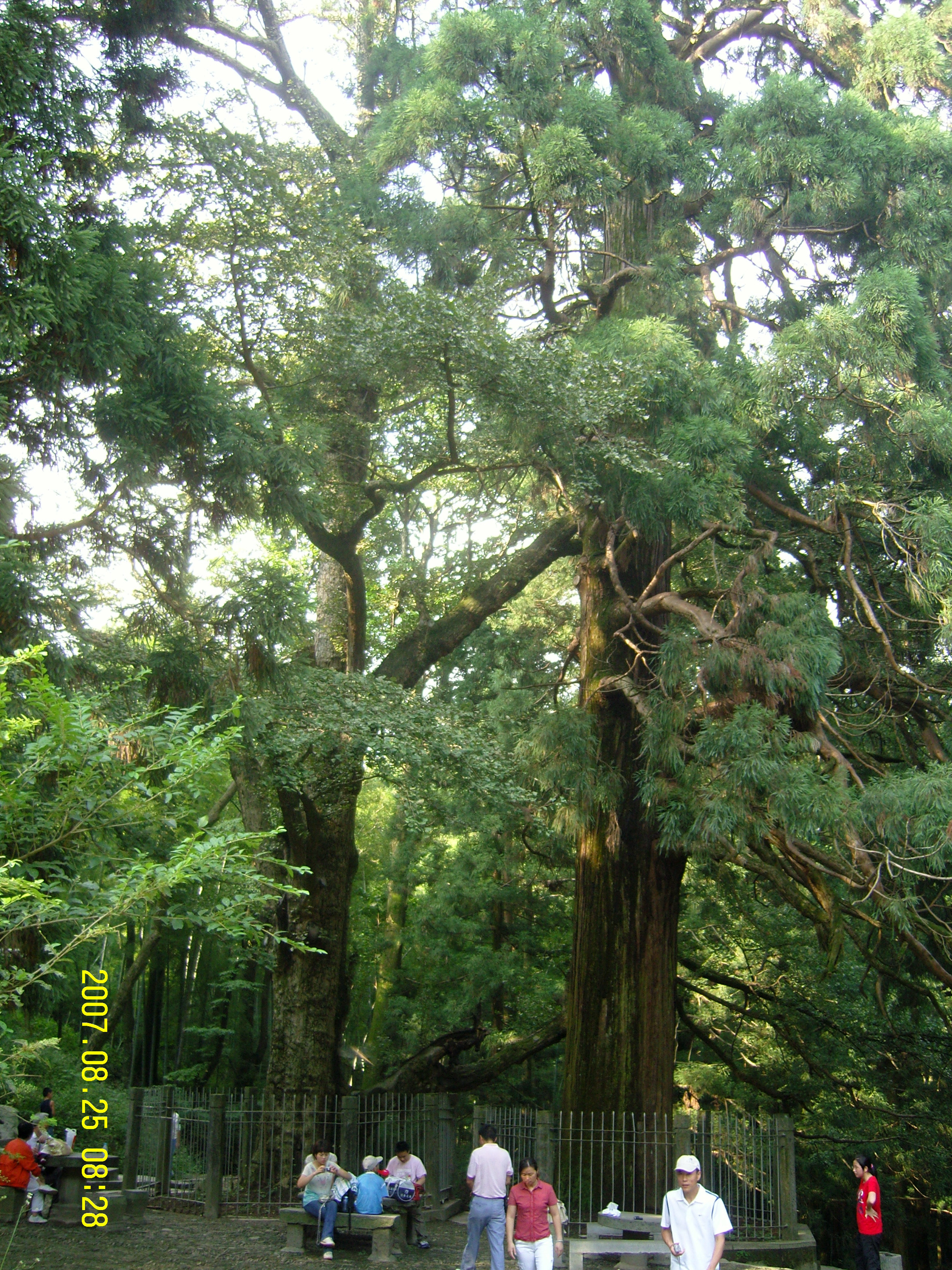 【携程攻略】庐山风景区三宝树景点,三宝树就在黄龙寺