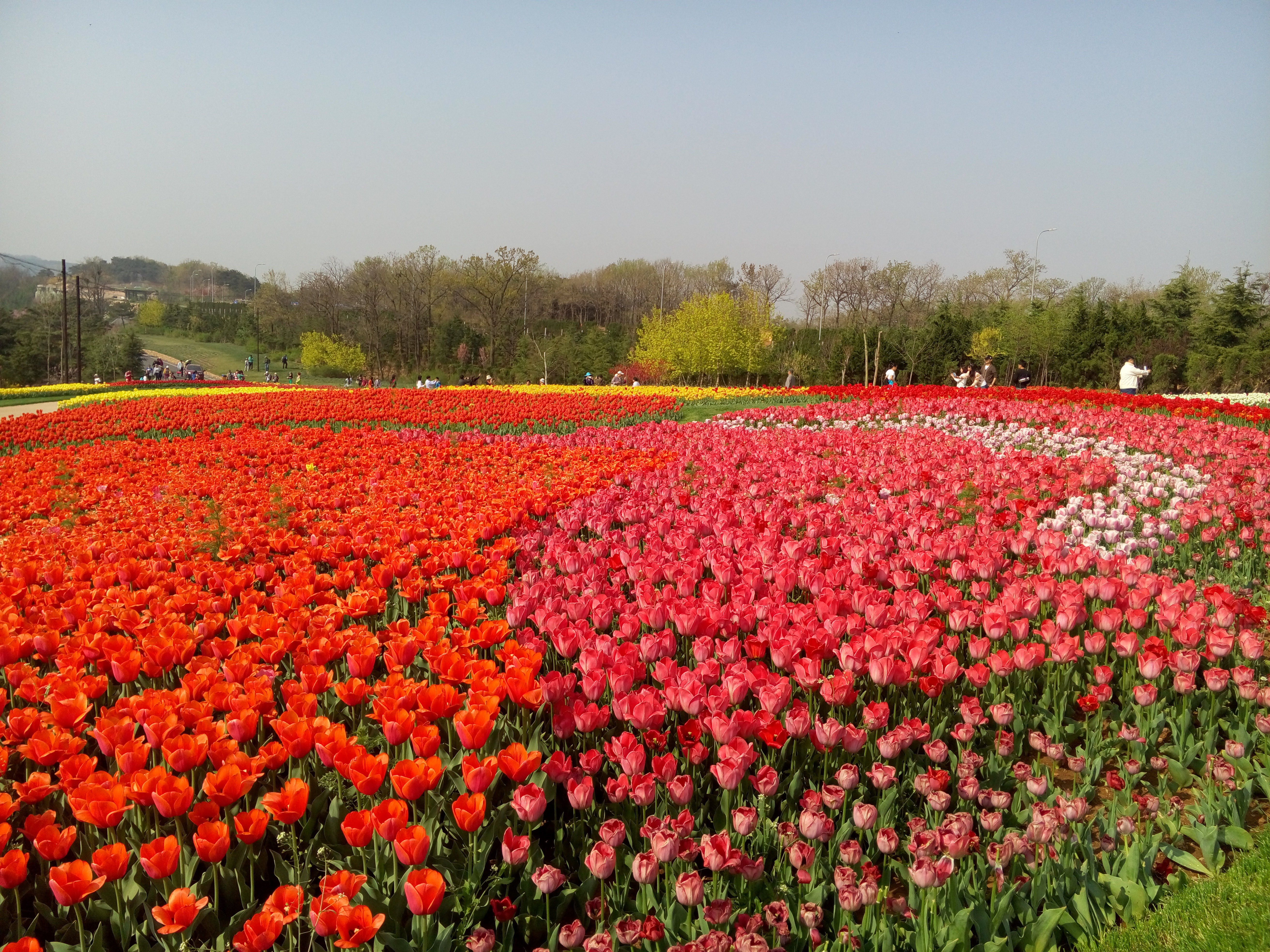 壁纸 成片种植 风景 花 植物 种植基地 桌面 5248_3936