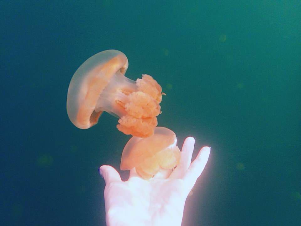 实在好想再去一次,水母们实在太多太q了,大大小小的,好像摸着果冻