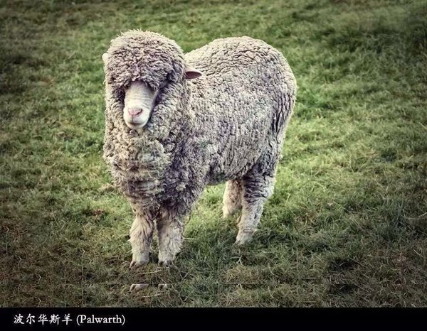 姐妹俩新西兰8天6晚环岛自驾游(奥克兰-罗托鲁