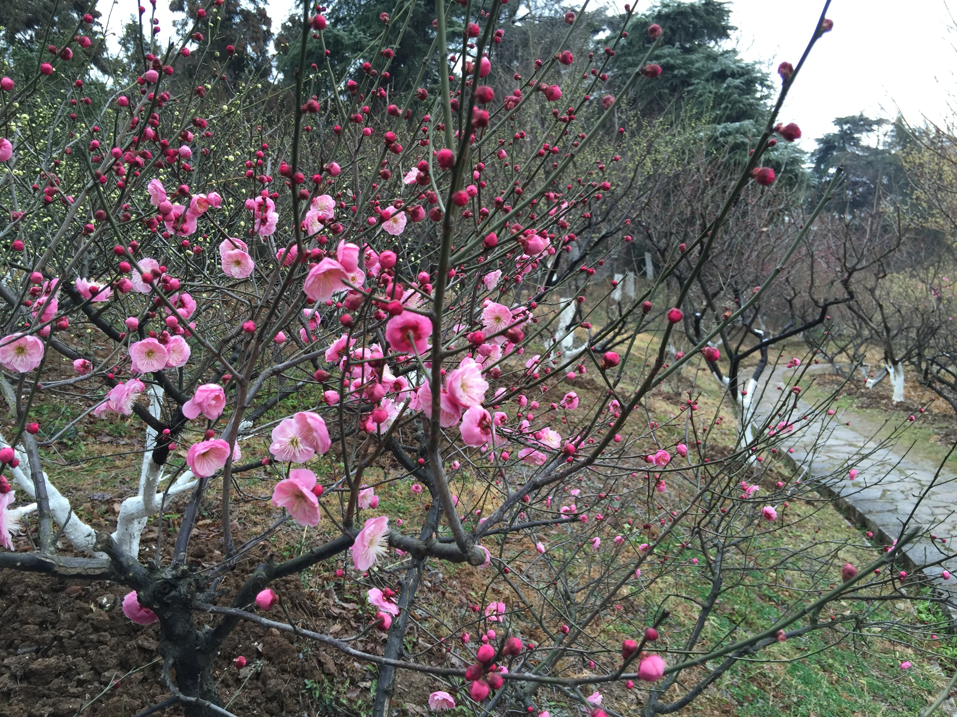 想免费看梅花就到南京古林公园来