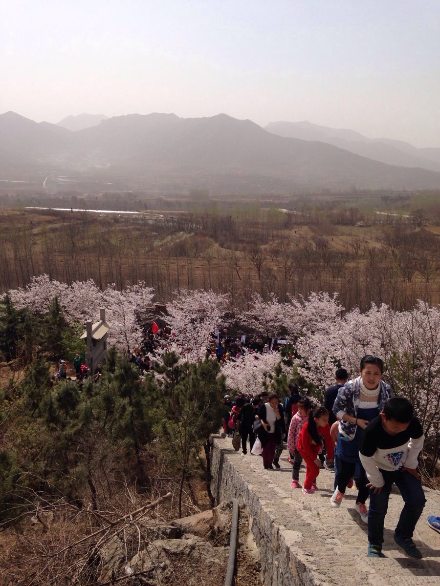 樱花山风景区