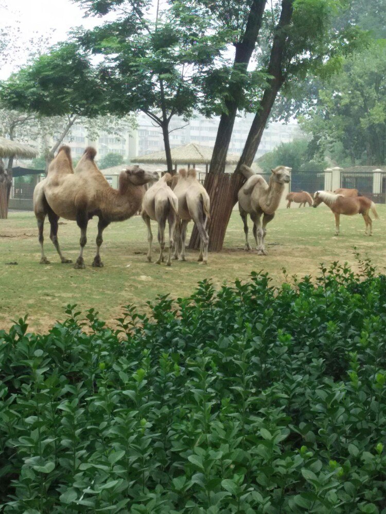 济南动物园jinan zoo