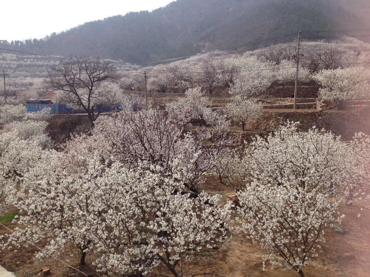 青岛毛公山～山色峪看樱桃花