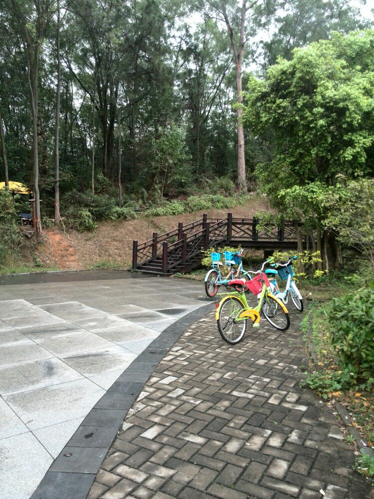 大夫山森林公园