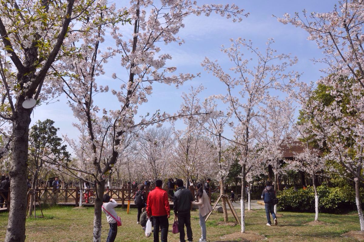 顾村公园旅游景点攻略图