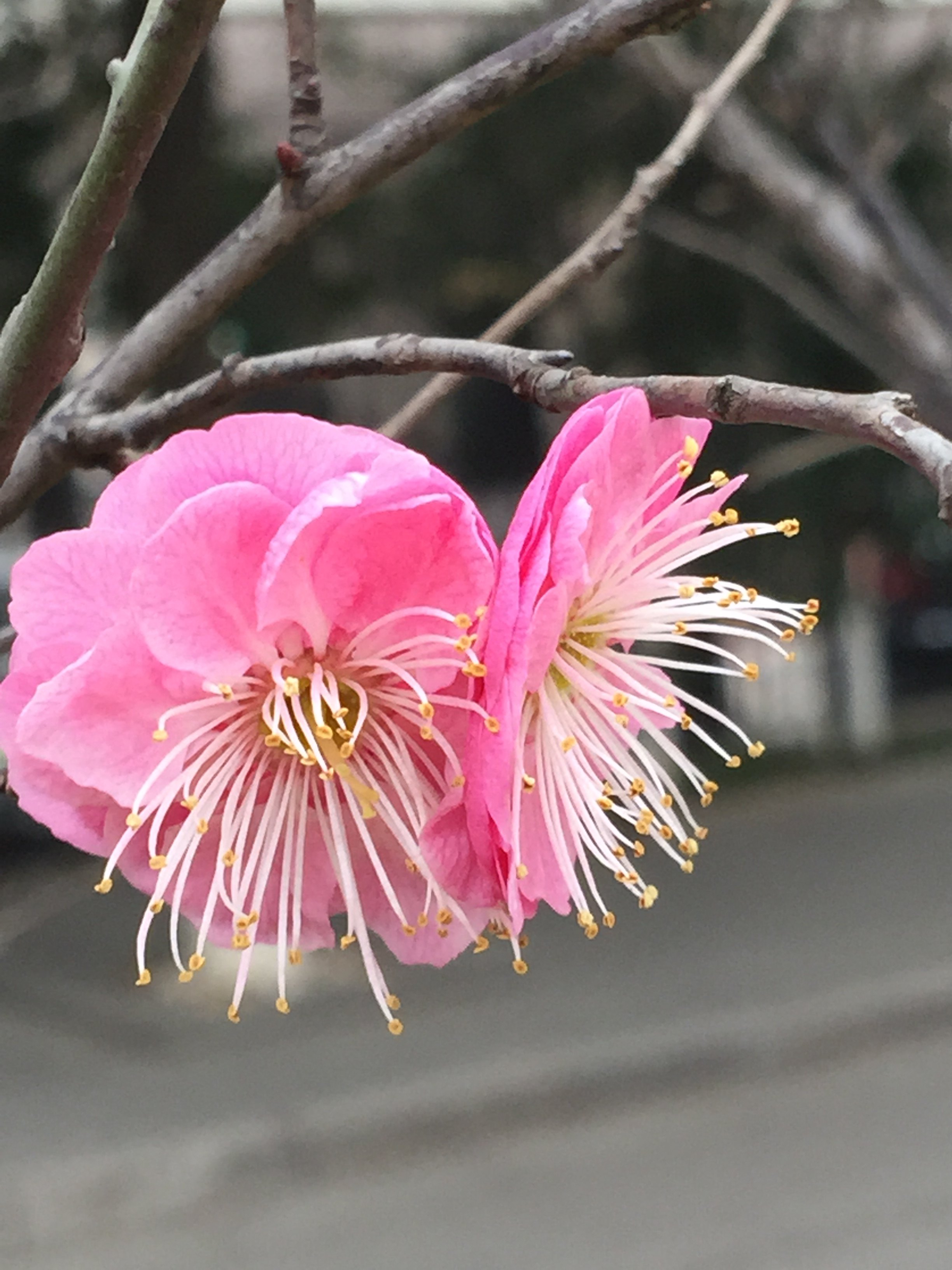 南京的市花有多美-梅花告诉你