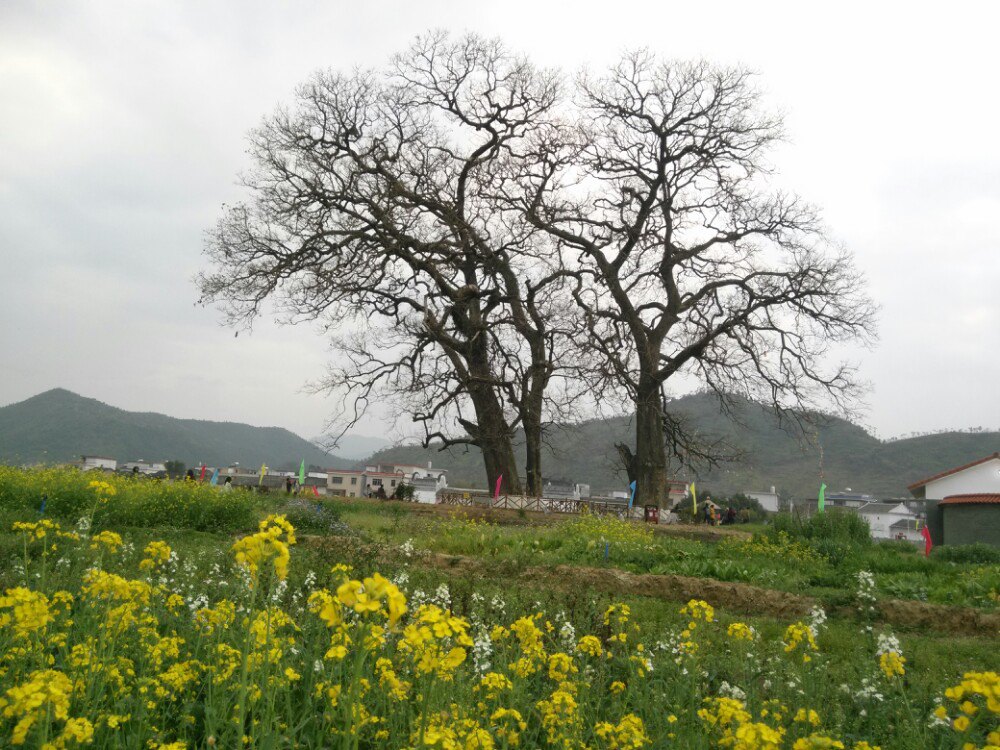 秀田古树,油菜花美景(新丰县马头镇)