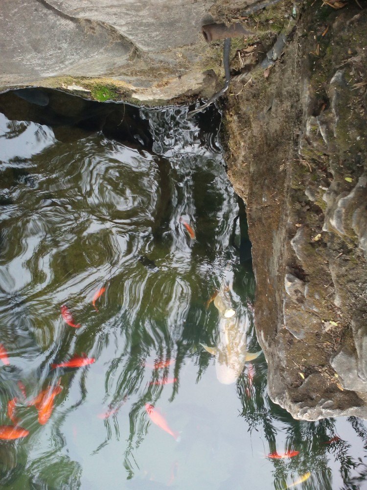 趵突泉是济南的一个非常有名的景点,在小学读书的时候就已经知道有这样一个景点,那时就在想要是什么时候有机会一定要来济南看看,而当自己真的来到趵突泉的时候,却也是有点儿失望,原来描写好的泉水并没有出现太多,只有那么一小股,现代的的工业太发达了,让原来的一些美丽景色已经成为历史。