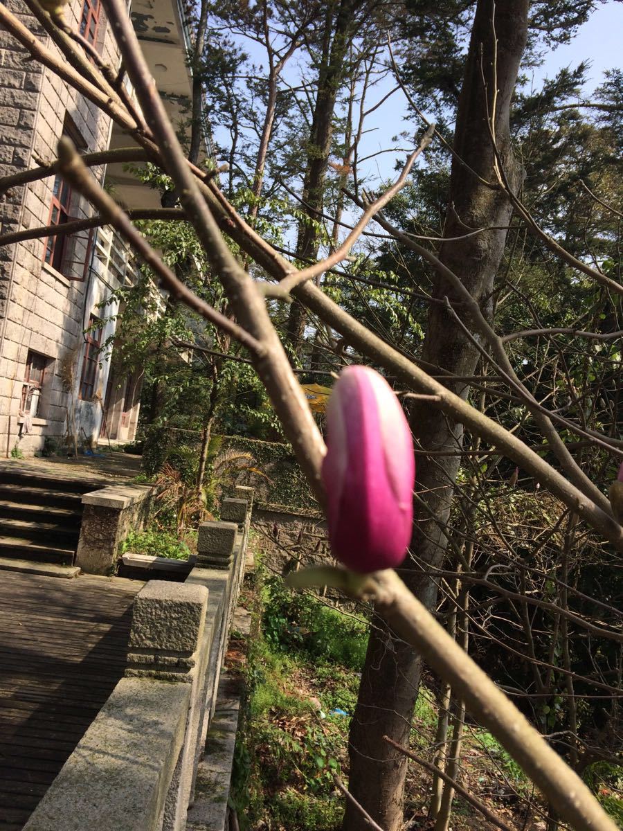 福州鼓山好玩吗_福州西湖好玩吗_福州森林公