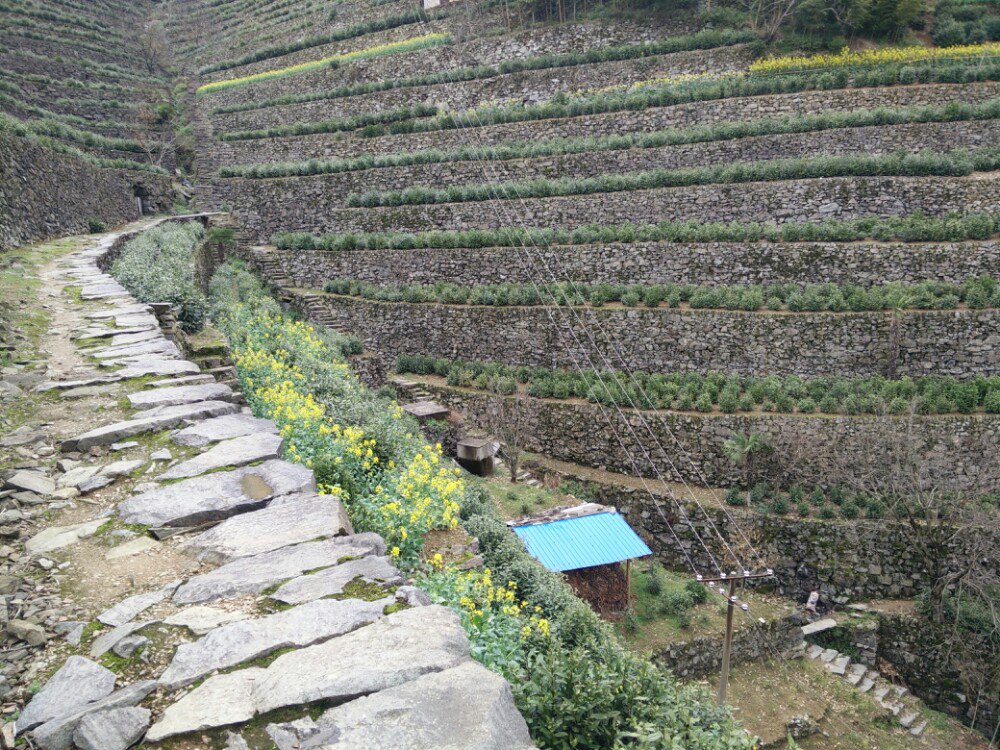 蜈蚣岭 - 黄山风景区游记攻略【携程攻略】