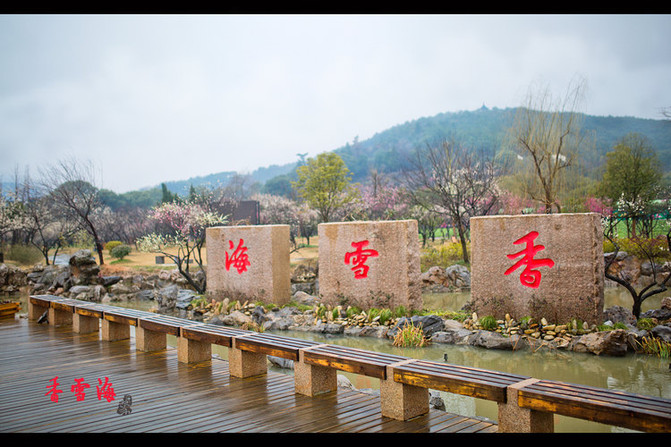 【印象光福香雪海】