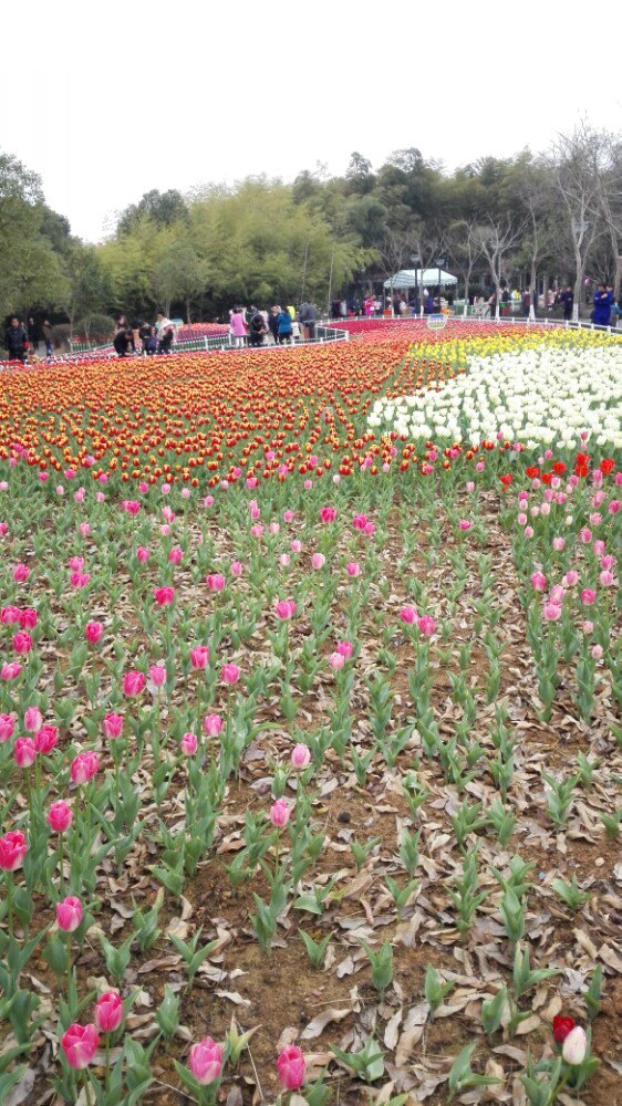 锦屏公园看郁金香花开